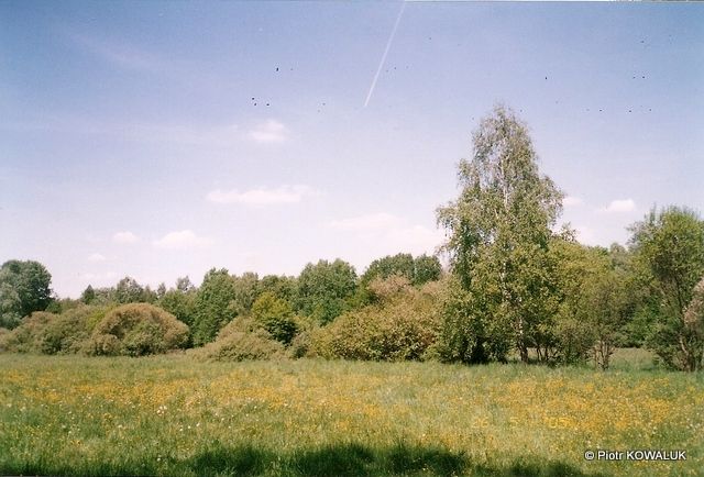 Widok na rezerwat Łosiowe Błota.