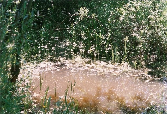 Bagno w Parku Leśnym Bemowo.